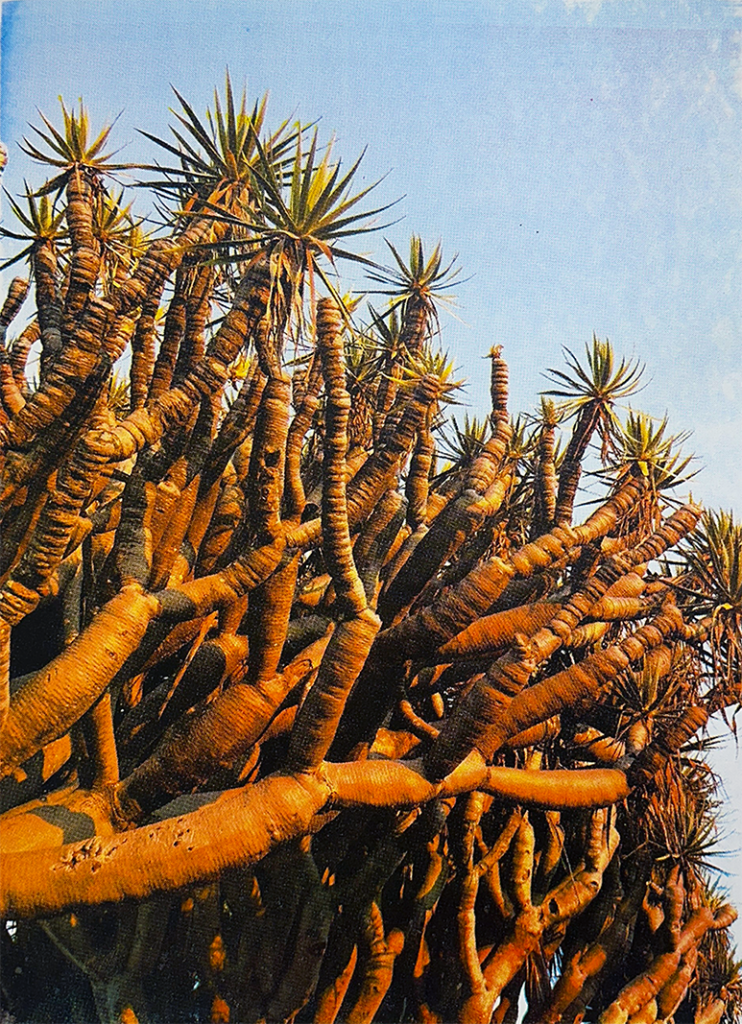 La Jolla. Love, Chloe.